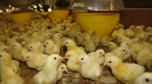 Chicks are brooded in a separate house for one week before moving to the growing-finishing house. Rearing density is 40 chicks/sq m, brooding temperature 32-33C. 
