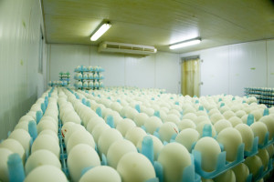 Hatching eggs stored in cold room before placement in setters