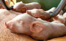 Newborn piglets