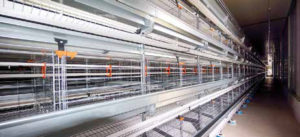 Big Dutchman UV 600 battery cages, 60 cm wide by 60 cm deep. Each house is fitted with five rows of four-tier cages stocking 50,000 birds in total.
